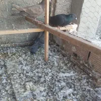 کبوتر شهرستانی