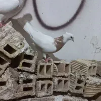 کبوتر طوقی