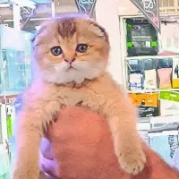 گربه اسکاتیش دبل فولد