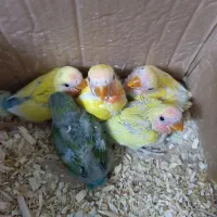 کوتوله، عروس