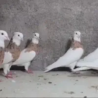 کبوتر