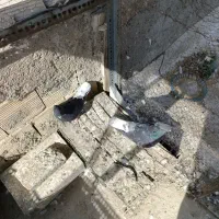 کبوتر دم سفید|پرنده|رباط‌کریم, آدران|دیوار