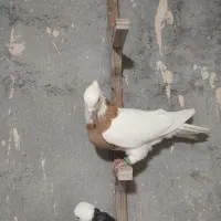 طوقی زرد ماده