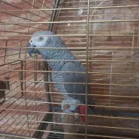 کاسکو باهوش و زیبا|پرنده|شیراز, پودنک|دیوار