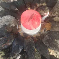 ۲۰ عدمرغ قلم سبز آماده تخم گذاری|حیوانات مزرعه|شاهدشهر, |دیوار