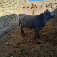 تلیسه بلژیکی‌ابستن