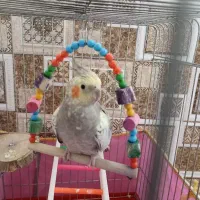 فروش عروس هلندی خانگی