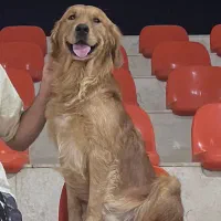 گلدن نر نابی