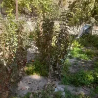 فروش نهال گیلاس تک دانه درجه ۱