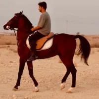 اسب نریان رنگ کهر سواریدار