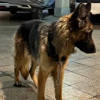 ژرمن شپرد شولاین ماده