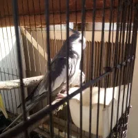 عروس هلندی مولد|پرنده|شوشتر, |دیوار