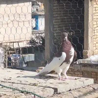 کبوتر|پرنده|شیراز, مسلم|دیوار