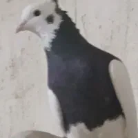 باعرض سلام خدمت عشق بازان یک عدد طوق سیاه زرنگ هوا