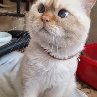 گربه پرشین اسکاتیش نر|گربه|تبریز, |دیوار