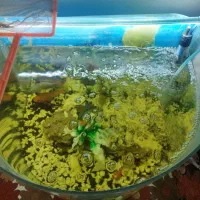 آکواریوم|ماهی|مشهد, نوید|دیوار