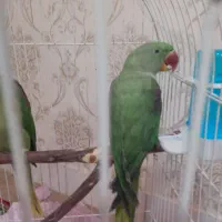 دوعدد طوطی اسکندر(شاه طوطی)|پرنده|خوی, |دیوار