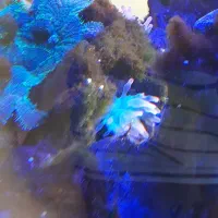 اکواریوم ابشور|ماهی|سهند, |دیوار