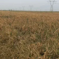 شالی ،چلتوک ،خوزستان شوشتر|خدمات باغبانی و درختکاری|شوشتر, |دیوار