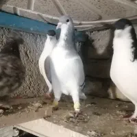 کفتر هفرنگ، بدرنگ، شستی زرد خوشرنگ سرخ