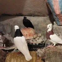 طوقی|پرنده|نورآباد ممسنی, |دیوار