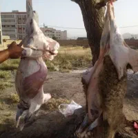 زبح دام فروشی چاق. قصاب مرادی
