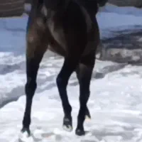 جوان اسب کرد|اسب و تجهیزات اسب‌سواری|سیلوانه, |دیوار