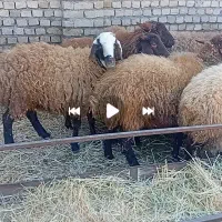 بره ماده ،شیشک افشاری درجه یک آبستن از قوچ هترو