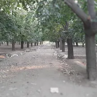 ۱۱۵۴۰ زمین باغی|فروش زمین و ملک کلنگی|تهران, شهر‌زیبا|دیوار