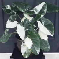 گل و گیاه|گل و گیاه طبیعی|بیرجند, |دیوار