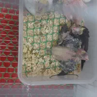 جوجه عروس هلندی|پرنده|بیرجند, |دیوار