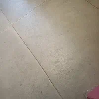 یک کبوتر گمشده یا پیداشده