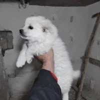 توله پامر روباهی|سگ|بجنورد, |دیوار