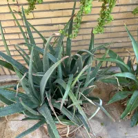 گلدان آلوورا|گل و گیاه طبیعی|بندر ماهشهر, |دیوار