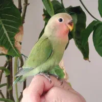 طوطی کوتوله برزیلی دستی