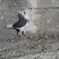 دو عدد کبوتر  ماده  پروازی|پرنده|شاهین دژ, |دیوار