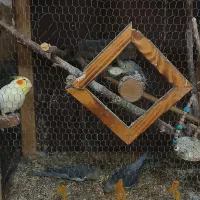 چهار عدد عروس هلندی|پرنده|ماکلوان, |دیوار