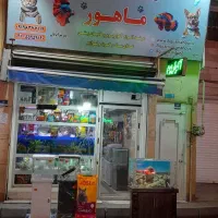 آکواریم ماهی  گوپی اسکار سیچلاید  آروانا مولی