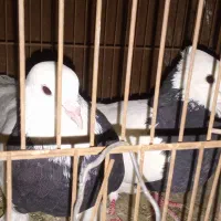 یه جفت کفتر طوقی نروماده .مهر