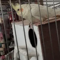 یک جفت عروس هلندی با قفس و لونه|پرنده|تهران, والفجر (افسریه)|دیوار