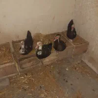 اردک