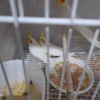 عروس هلندی لوتینو جوجه