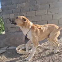 سگ نگهبان|سگ|فراغی, |دیوار