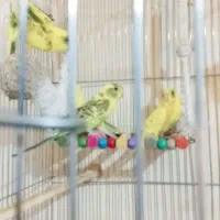 مرغ عشق|پرنده|گلبهار, شهر جدید گلبهار|دیوار