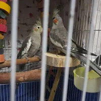 عروس هلندی تازه بالغ سالم