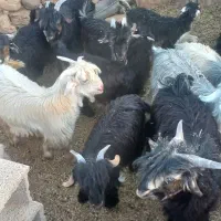 بیگ فروشی|حیوانات مزرعه|اردل, |دیوار