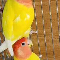 انواع پرندگان زینتی و ملزومات لازم|پرنده|مهاباد (آذربایجان غربی), |دیوار