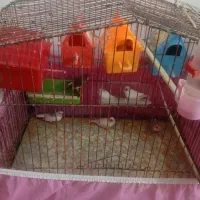 ۳جفت فنچ درباغملک