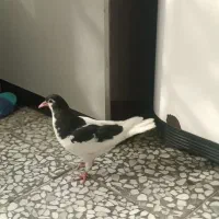 شهری سیاه جوجه