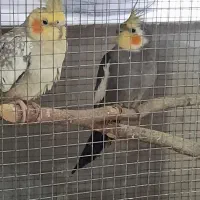 طوطی عروس هلندی بالغ|پرنده|بابل, |دیوار